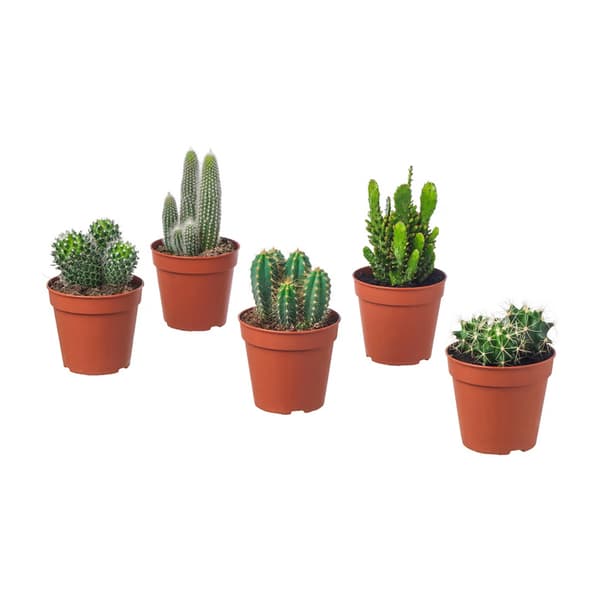 planta ikea