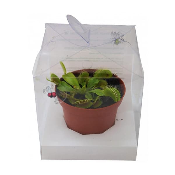 planta ikea