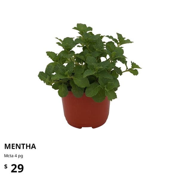 planta ikea