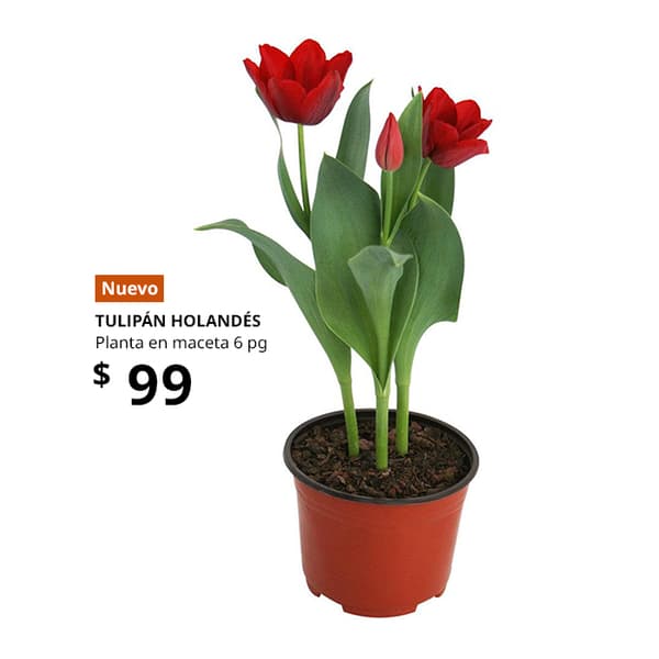 planta ikea
