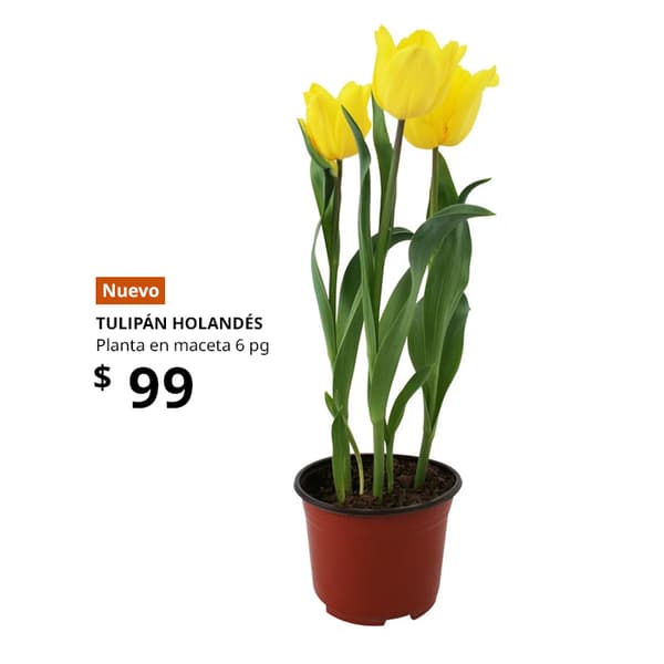 planta ikea