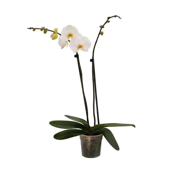 planta ikea