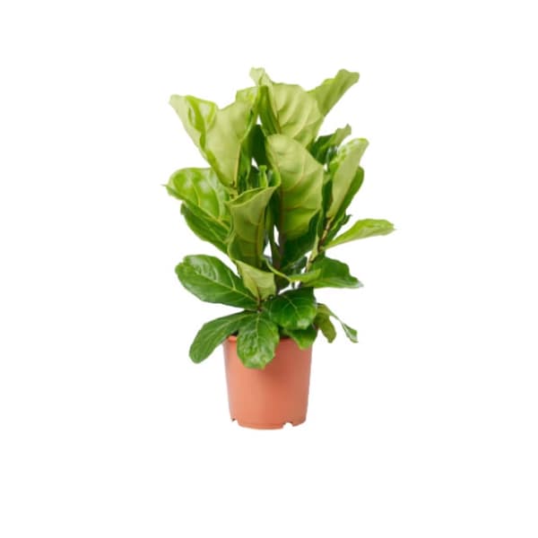 planta ikea