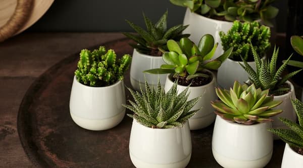 Plantas con macetas baratas