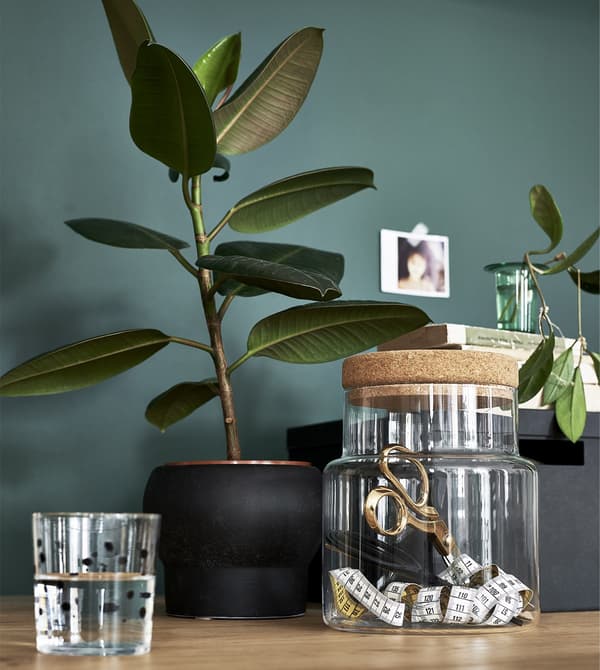 Plantas e tarro de cristal fronte a unha parede verde.