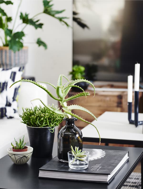 Plantas en distintos floreiros e soportes enriba dunha mesa de centro negra.