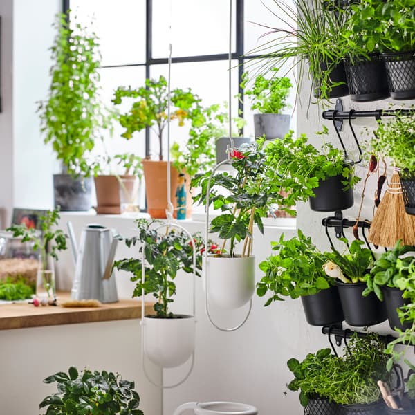 Plantas en testos nunha fiestra xunto ao mesado da cociña e máis plantas en testos brancos colgantes e recipientes negros sobre guías.