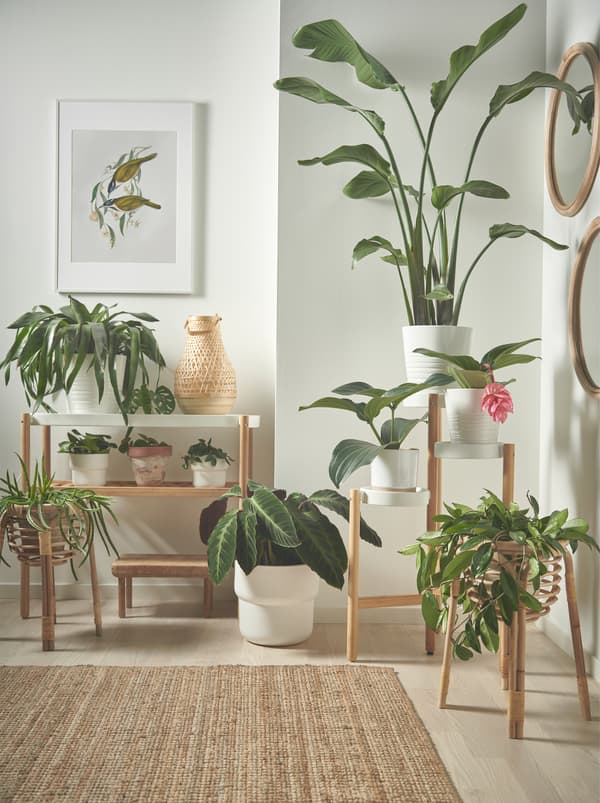 Plantas grandes e pequenas no chão e em floreiras SATSUMAS em branco e madeira, colocadas a diferentes alturas.