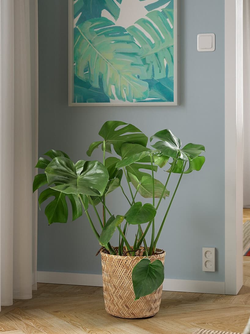 Plantas naturales que ponen color a la habitación