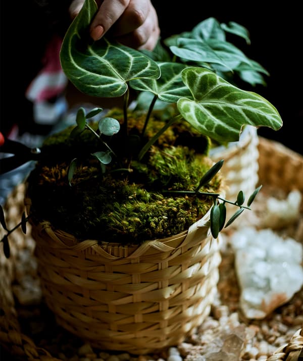 Plante dans un pot en bambou posé sur un plateau.