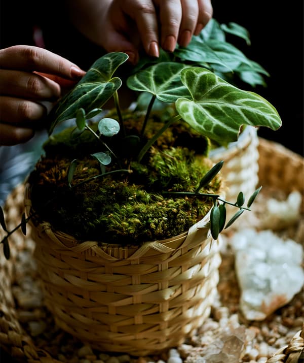 Plante recouverte de mousse dans un pot tressé.