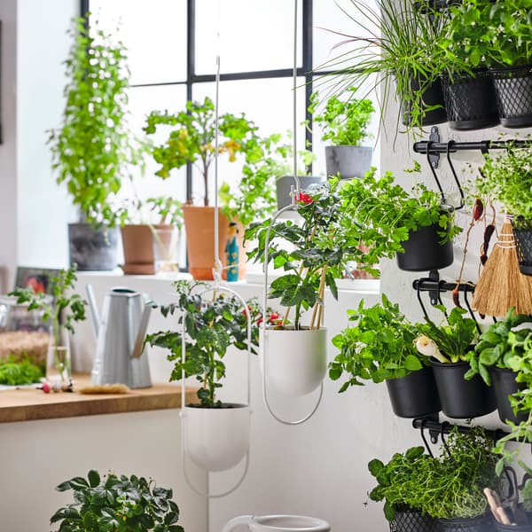 Planten in sierpotten bij een raam naast een keukenwerkblad, plus meer planten in witte plantenhangers en zwarte bakjes aan stangen.