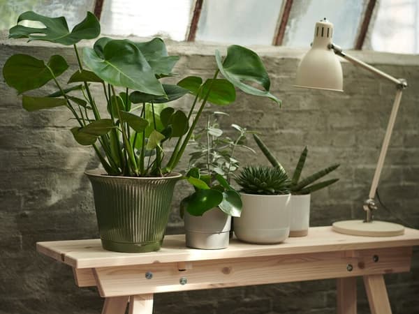 Planter som står på en benk