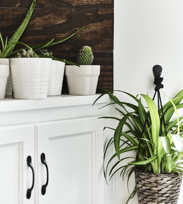 Plantes dans des cache-pots blancs, posées sur une armoire blanche.