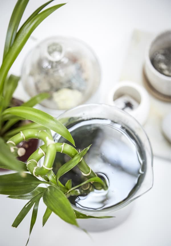Plantes dans une carafe.