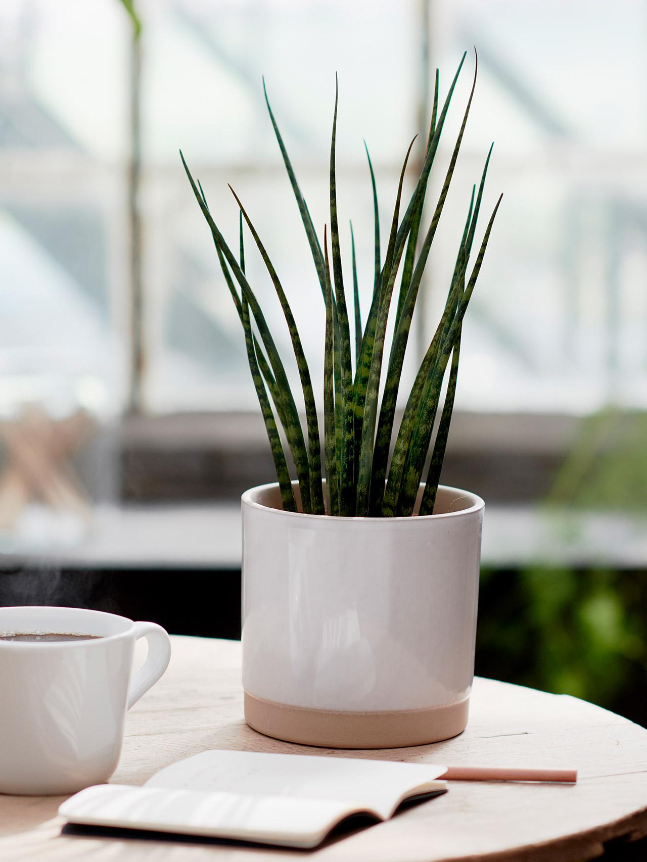 Plantes d’intérieur et en pot