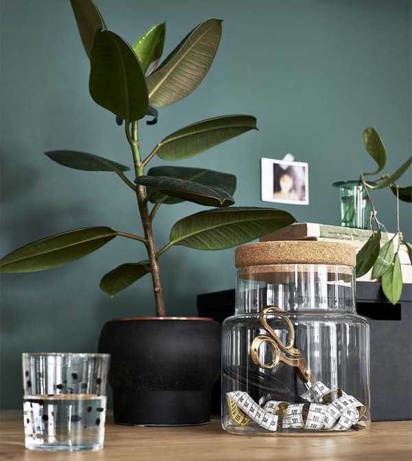 Plantes et pot en verre placés contre un mur peint en vert