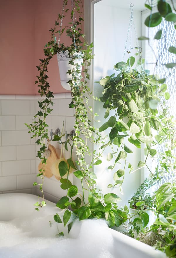 Plantes posées sur le rebord et suspendues dans des jardinières devant une fenêtre 