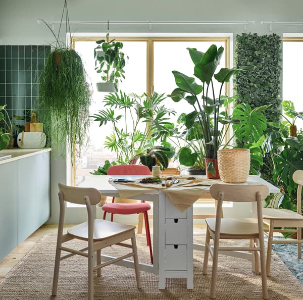 Plantes posées sur une table