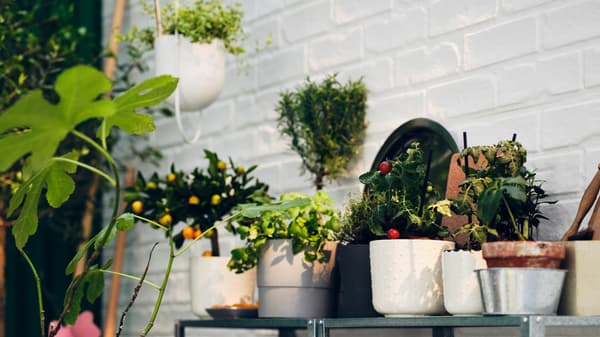 Plantes regroupées dans des pots SESAMFRÖN et une jardinière suspendue CHILISTRÅN sur des étagères HYLLIS à côté d’un mur en briques blanches.