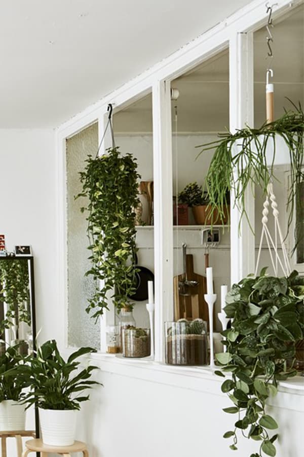 PLantes suspendues au plafond et posées sur un tabouret dans un salon aux murs blancs