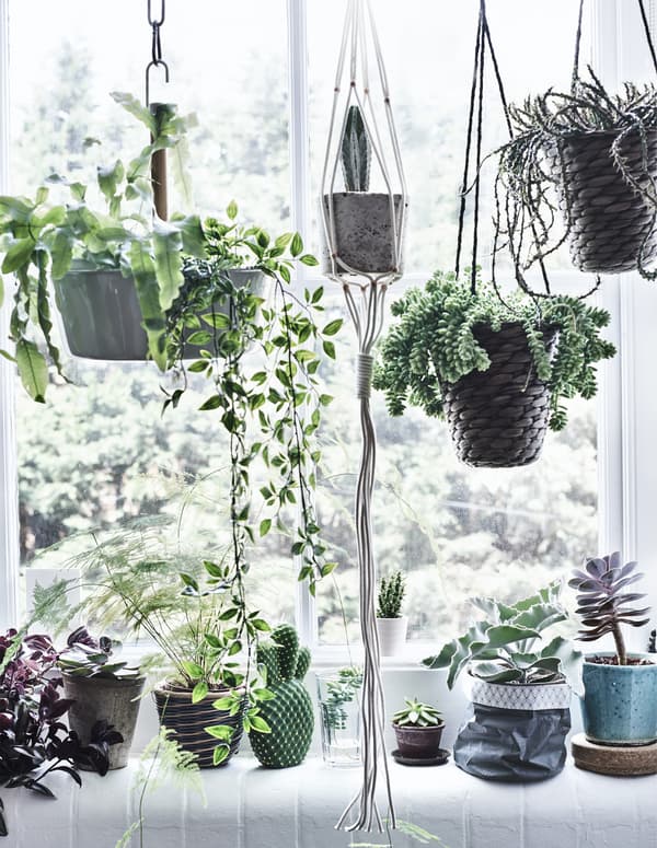 Plantes suspendues devant la fenêtre et d’autres posées sur le rebord. 