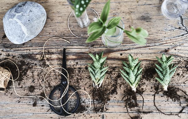 Plantes, terre, ficelle et ciseaux sur un banc en bois.