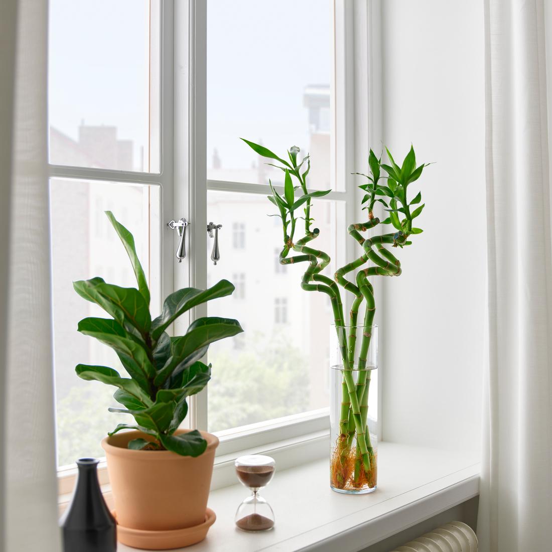 plantes vertes sur un coin de fenêtre