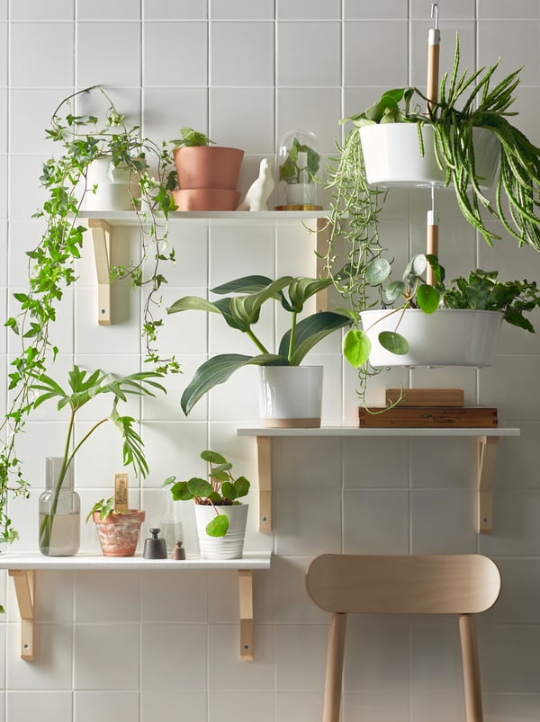 Mange muligheter med planter IKEA