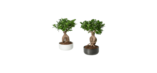 Plants