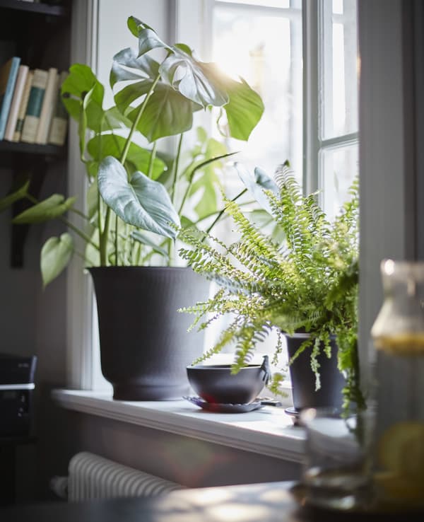 Plants actually help concentration while you’re working.