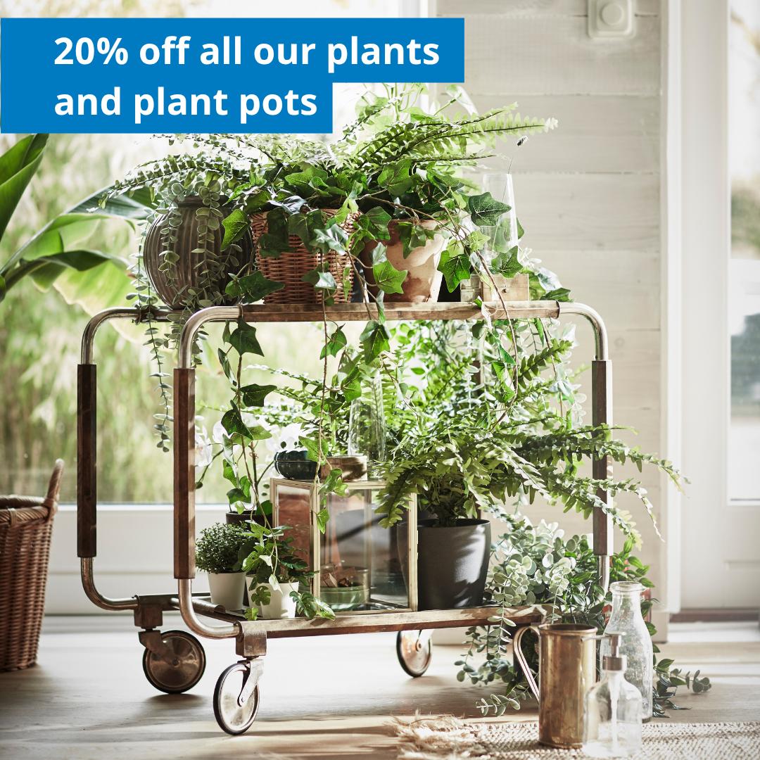 Plants and plants pots 