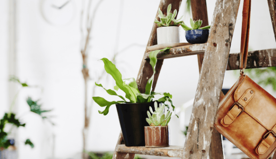 Plants and pots
