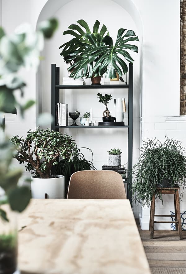Plants displayed in an alcove.