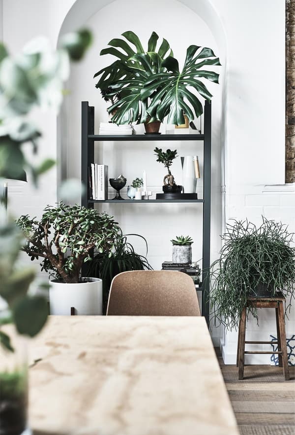 Plants displayed in an alcove on an open shelving unit.