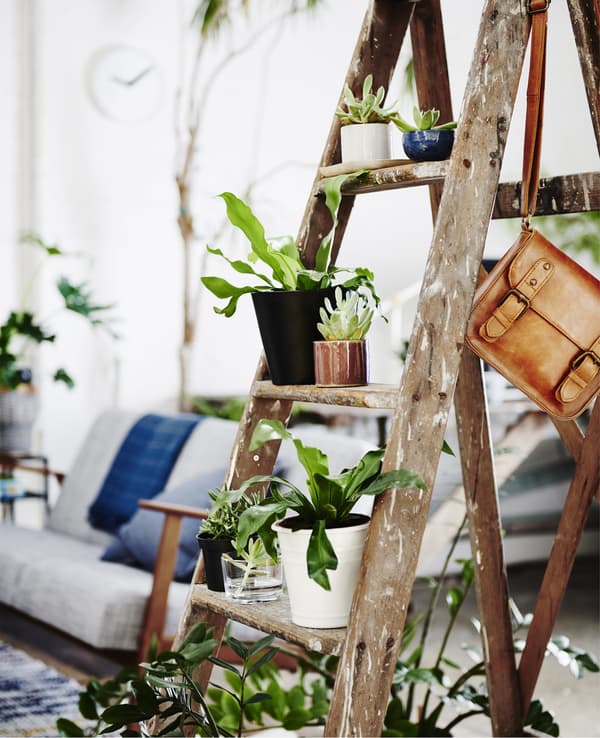 Plants displayed on an old wooden stepladder.