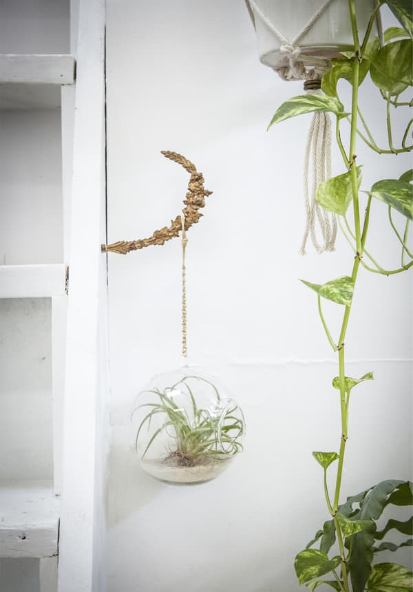 Plants hanging from a macramé holder.