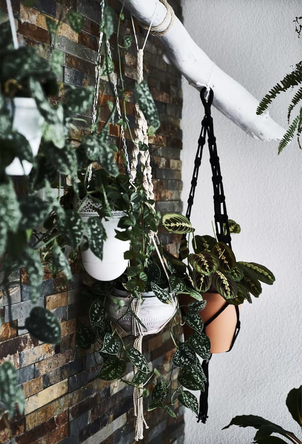 Plants hanging in macramé holders from a white branch.