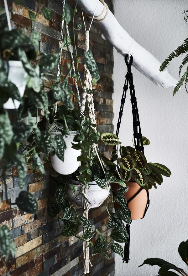 Plants hanging in macramé holders from a white branch.