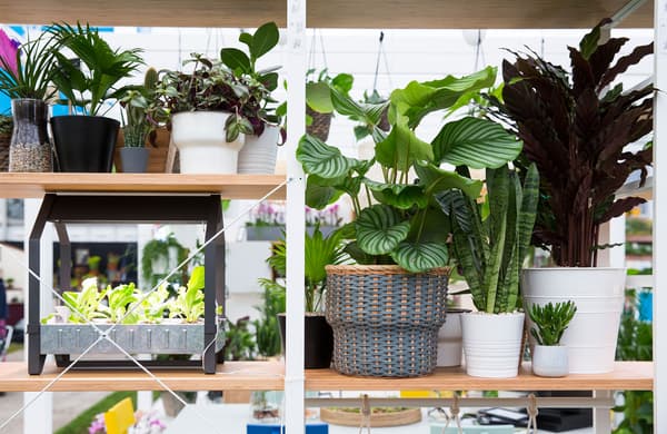 Plants lining the shelves of a white and bamboo shelving unit