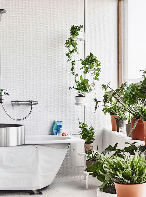 Plants thrive in bathrooms and filter out urban dirt and dust  