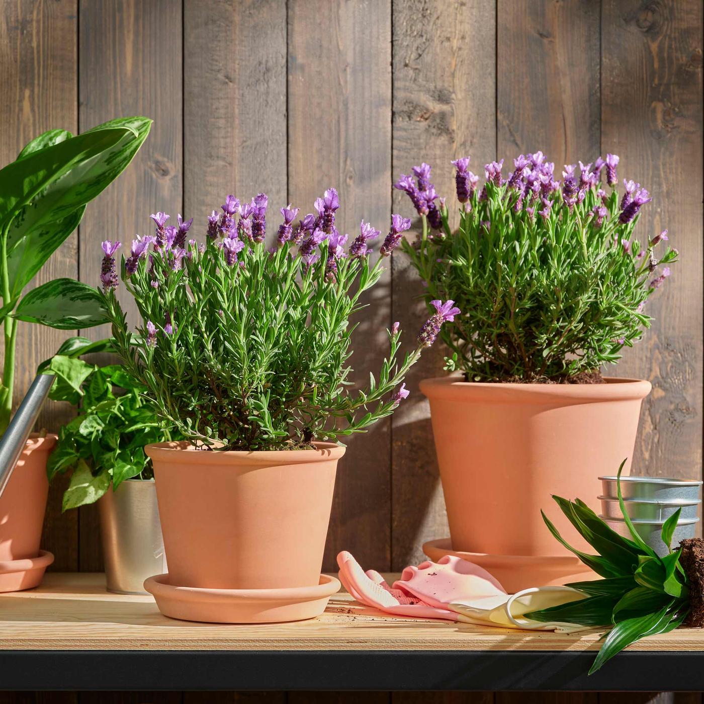 Pöydällä on kaksi LAVANDULA-laventelia terrakotta ruukuissa. 