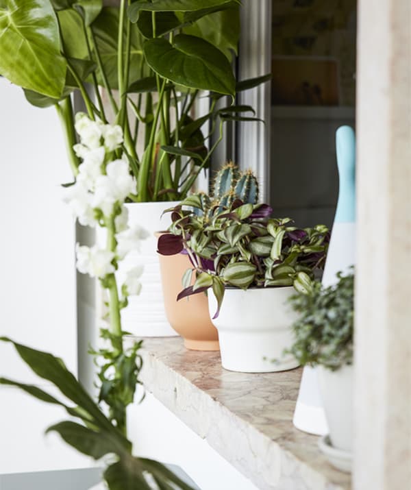 Polc, különböző cserepes növényekkel.