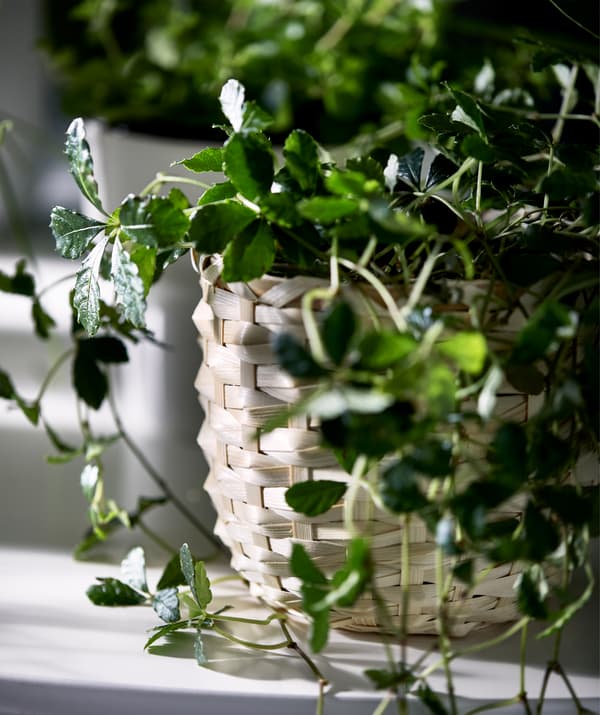 Pormenor de um vaso KAFFEBÖNA em fibra de bambu com uma planta de folhagem pequena.