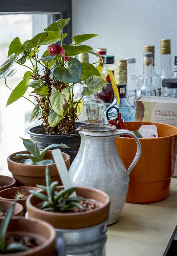 Pot plants and a jug on a windowsill.