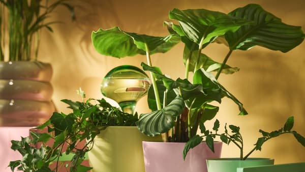 Pot plants
