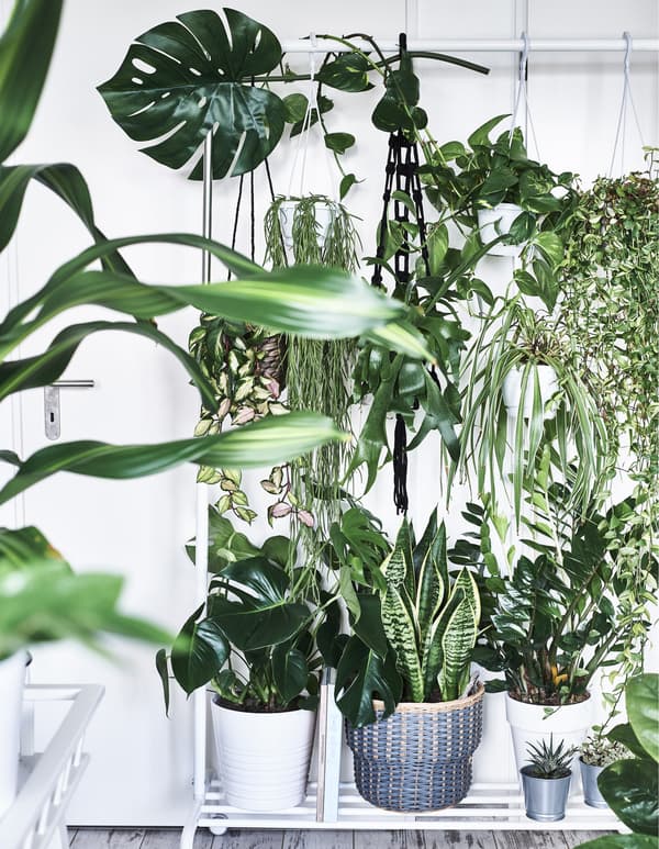Pot plants on a plant stand and growing in hanging planters.