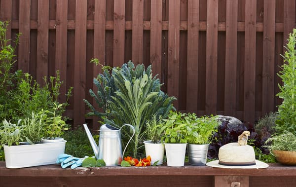 Pots of herbs lined up in the garden