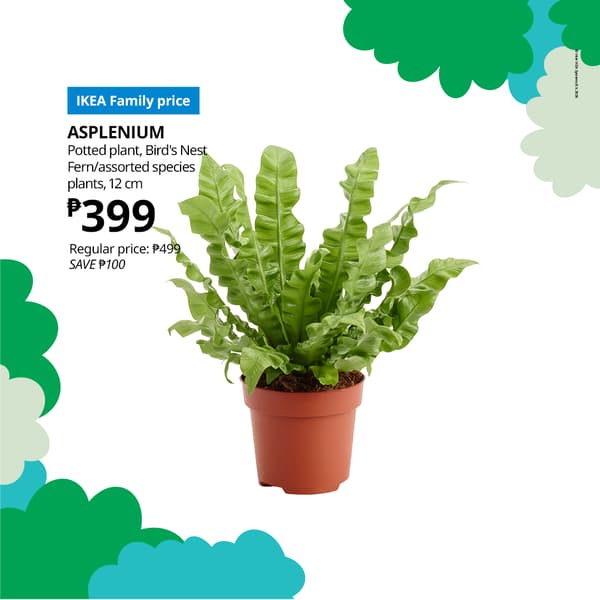 Potted Bird's Nest Fern in a terracotta pot, priced at ₱399, with a promotional discount of ₱100. Green decorative border elements highlight the offer.