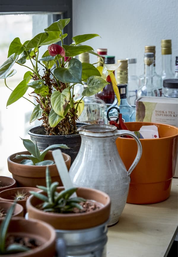 Potted plants and a jug on a windowsill.